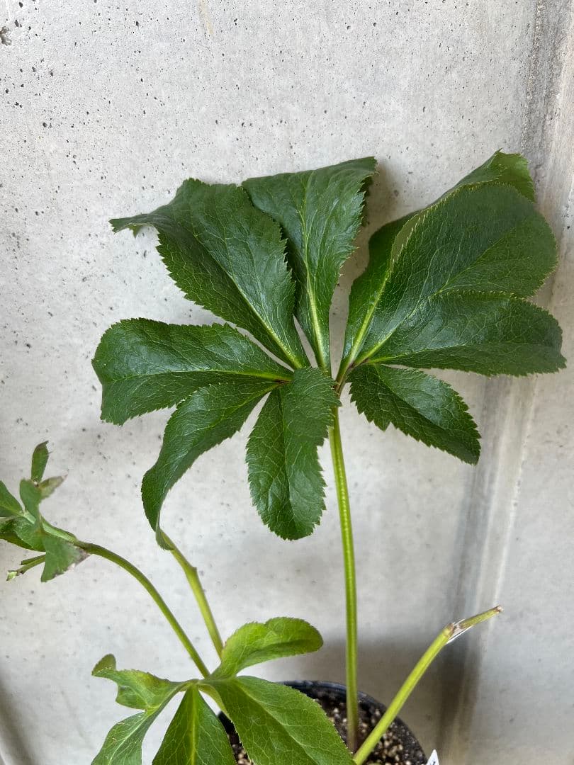 バ*カ様 クリスマスローズ　苗　桜利休かすり　株分け