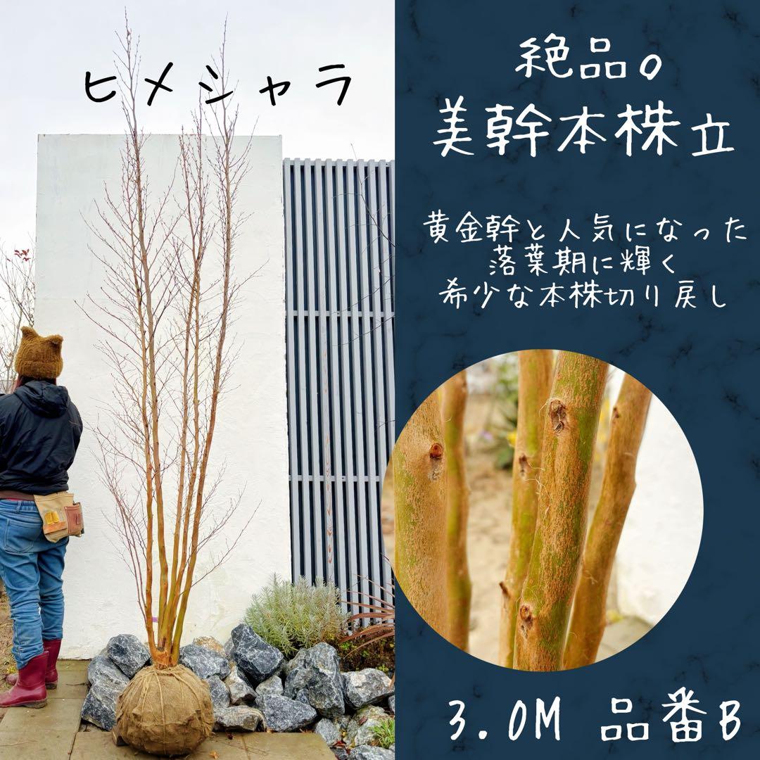 絶品黄金幹。ヒメシャラ切り戻し本株立ち3.0M(鉢底から)品番B