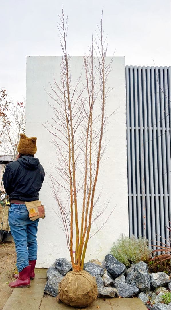 絶品黄金幹。ヒメシャラ切り戻し本株立ち3.0M(鉢底から)品番B