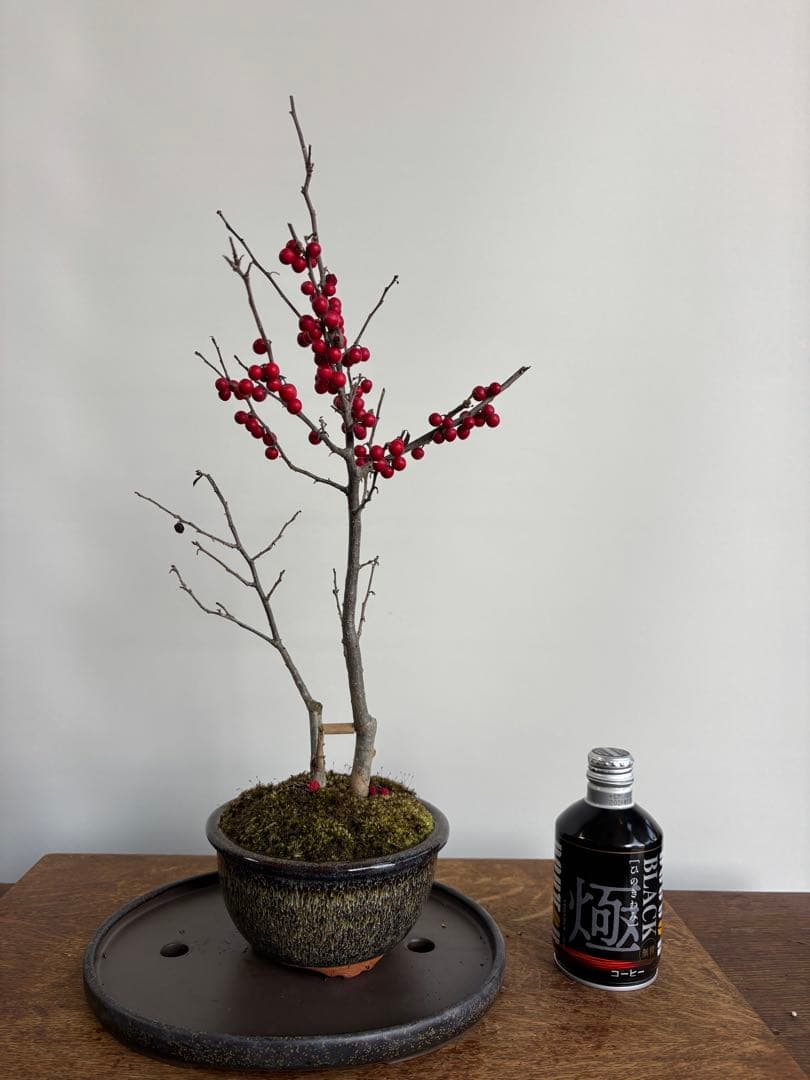 梅もどき　大納言　盆栽