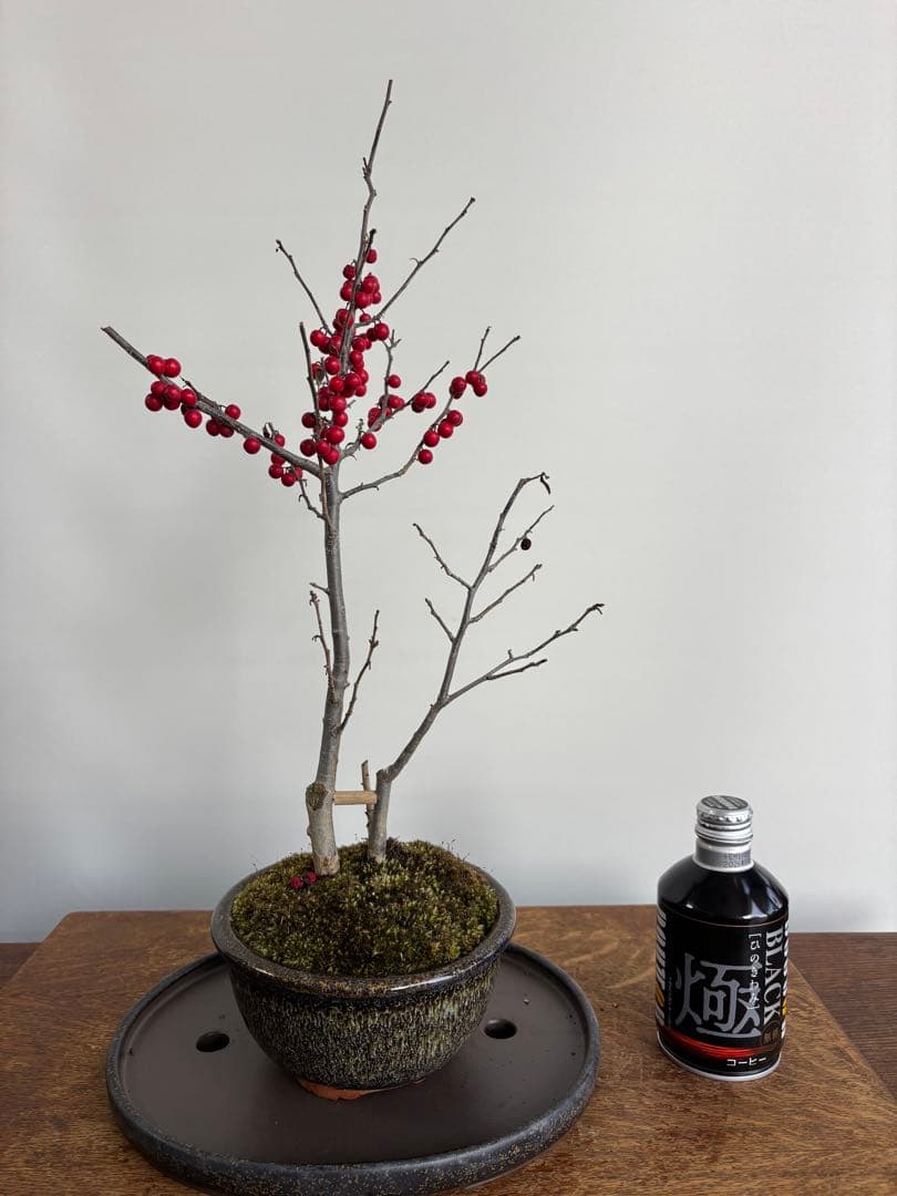 梅もどき　大納言　盆栽