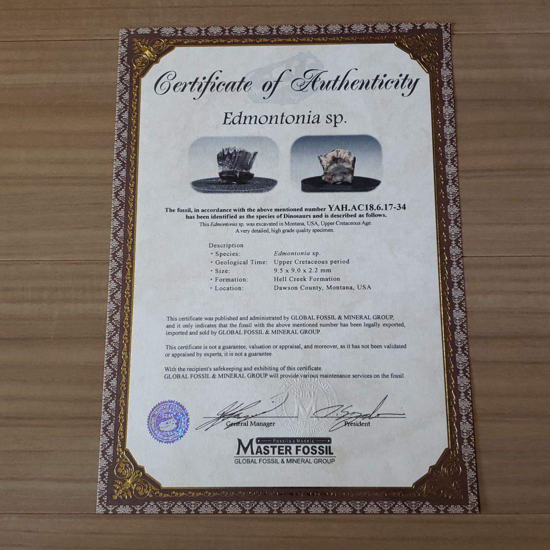 化石　恐竜　超大型　ノドサウルス類・エドモントニアの歯