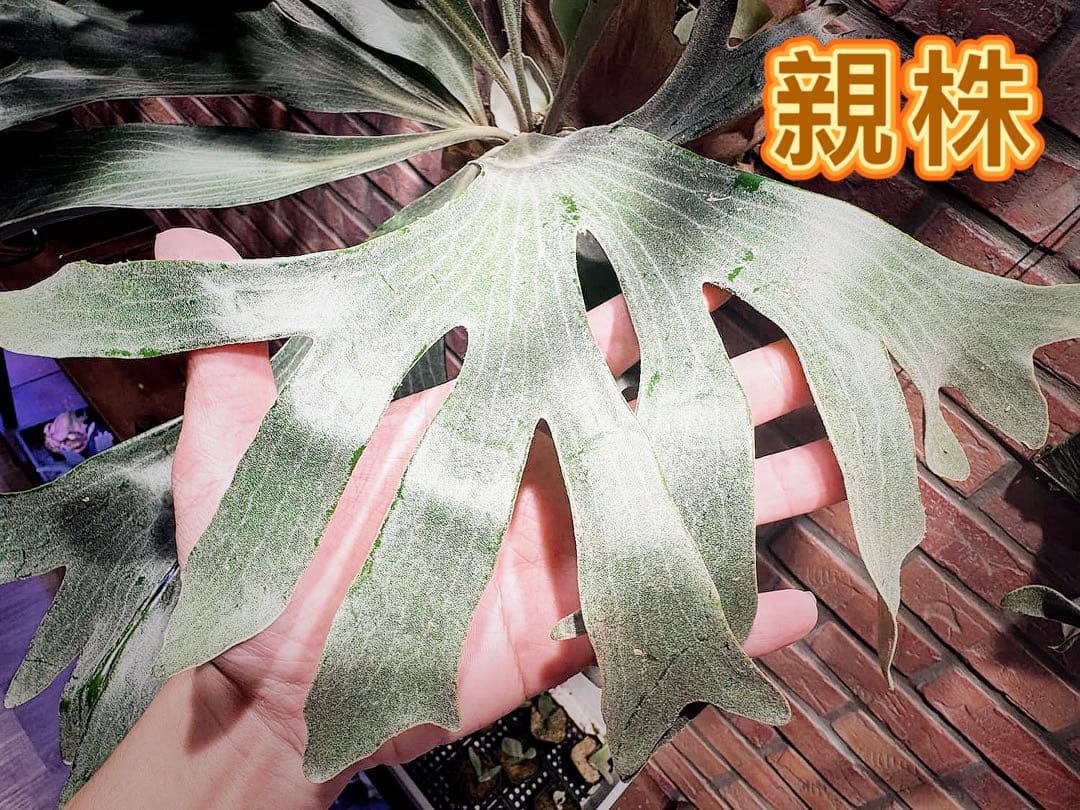 ビカクシダ　White Hilli spore ホワイト　ヒリー