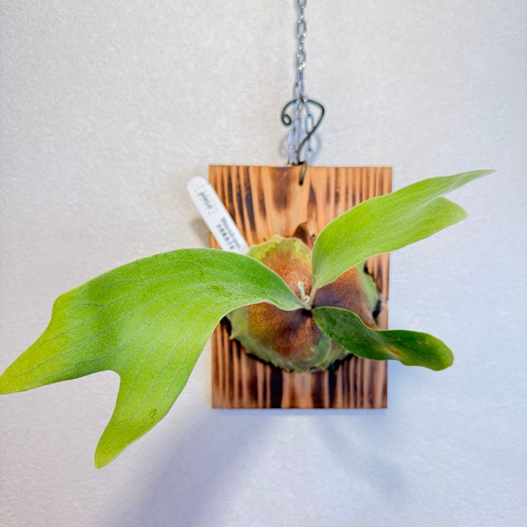 ビカクシダ　White Hilli spore ホワイト　ヒリー