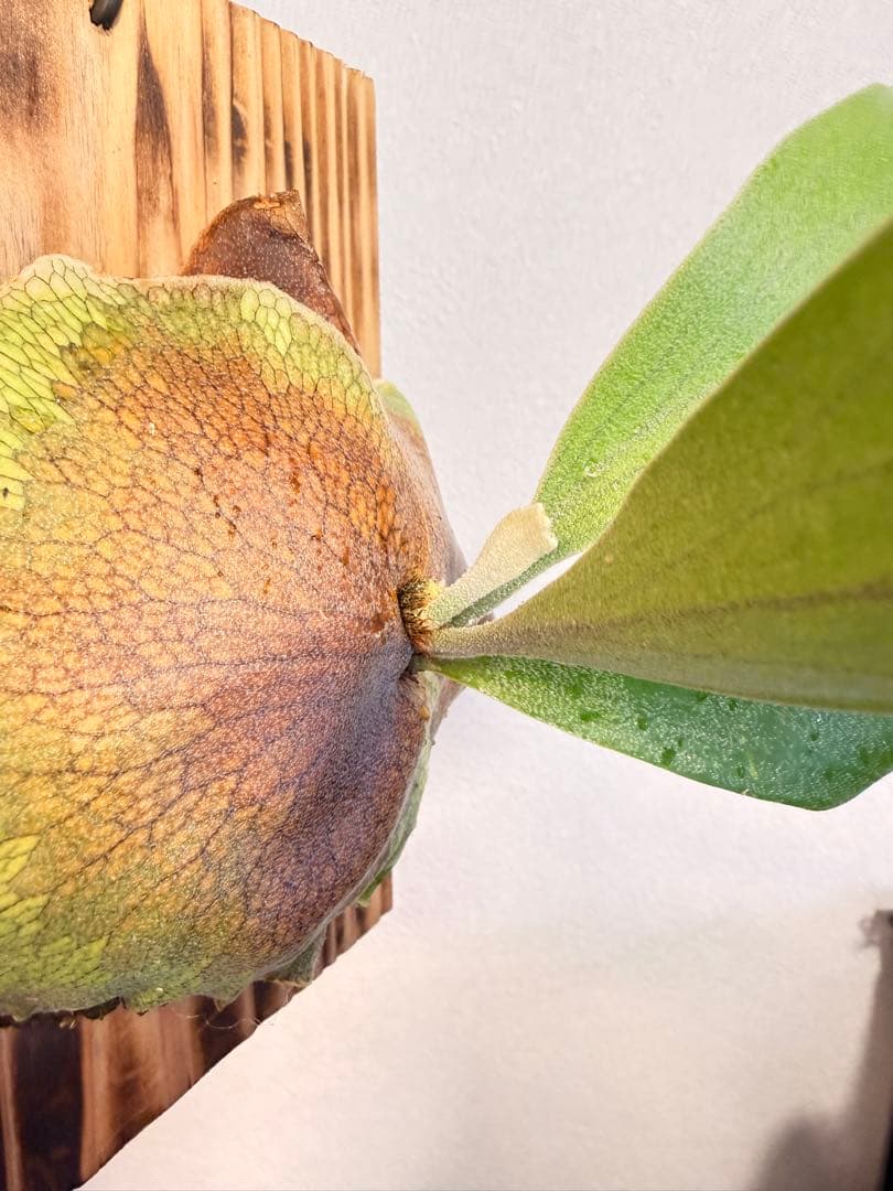 ビカクシダ　White Hilli spore ホワイト　ヒリー