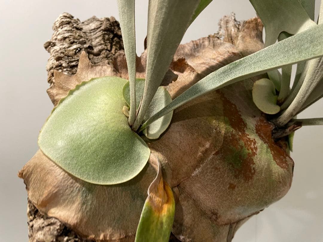 タグ付P. FSQ vp#5 ‘In Flames’ ビカクシダ　Vandaka