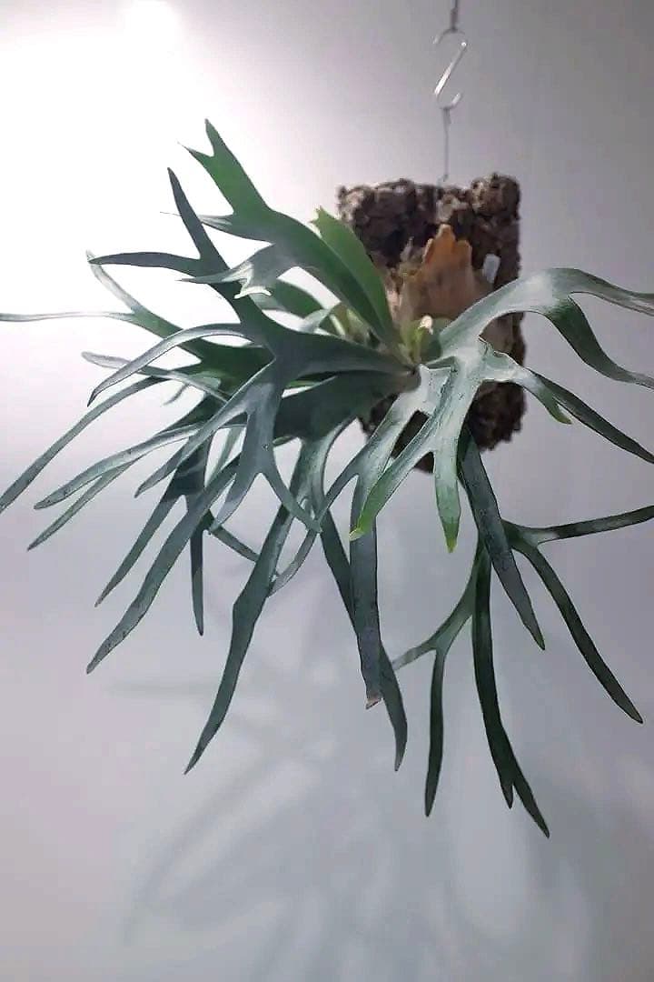 タグ付P. FSQ vp#5 ‘In Flames’ ビカクシダ　Vandaka