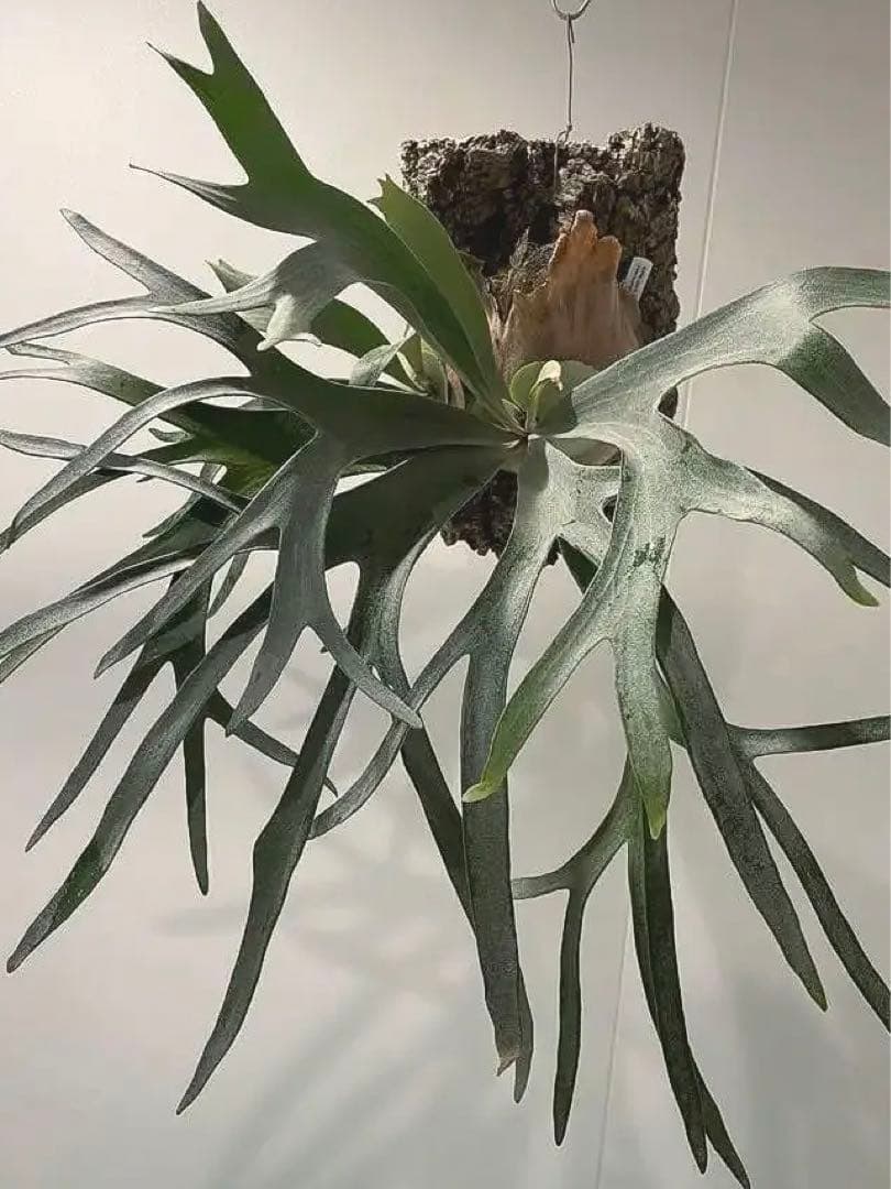 タグ付P. FSQ vp#5 ‘In Flames’ ビカクシダ　Vandaka