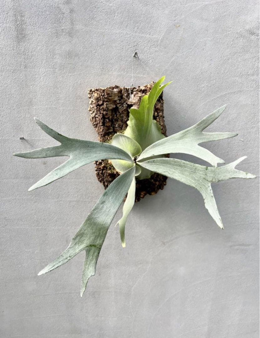 タグ付P. FSQ vp#5 ‘In Flames’ ビカクシダ　Vandaka