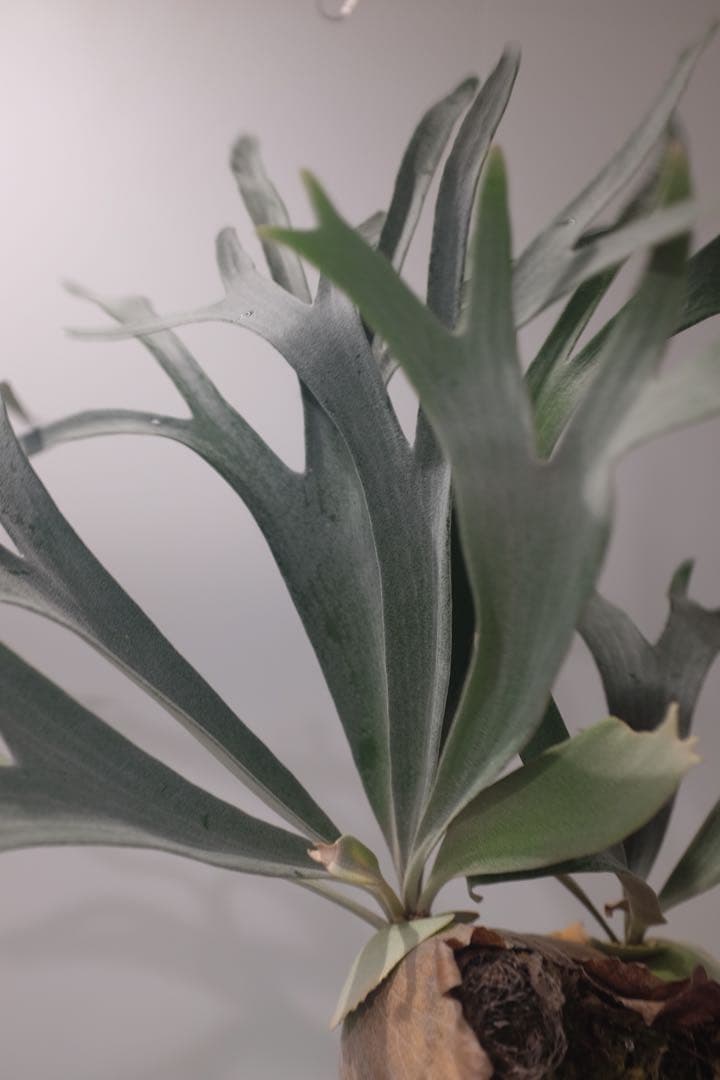 タグ付P. FSQ vp#5 ‘In Flames’ ビカクシダ　Vandaka