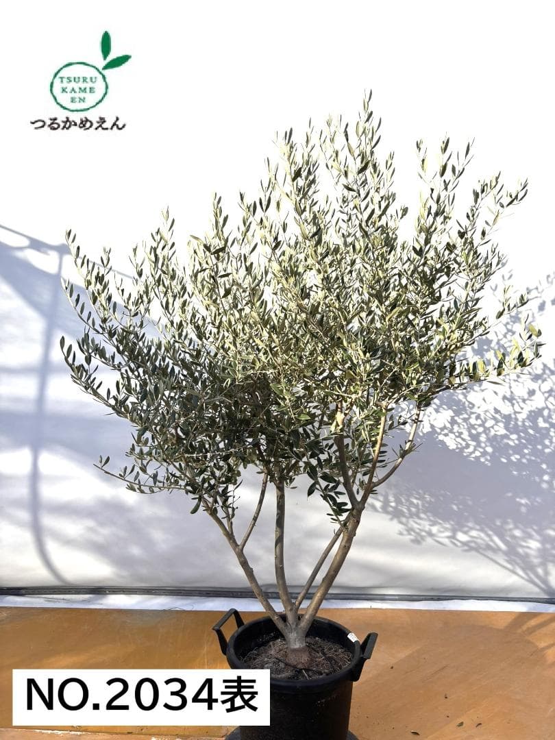 オリーブの木　コレッジョラ　約170cm　NO.2034　大型　現品掲載
