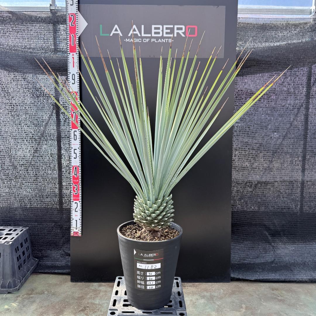 【AL1182】ユッカ　リギダ