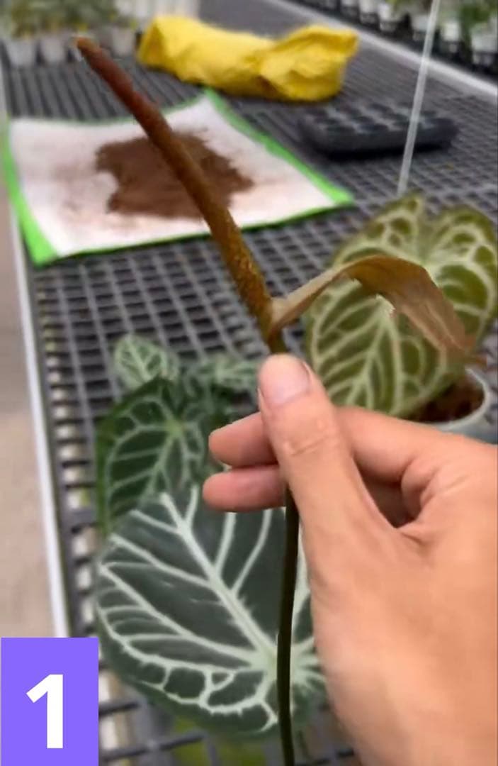 アンスリウム　レッドクリスタリナムxSKGシルバー　大株　親株級