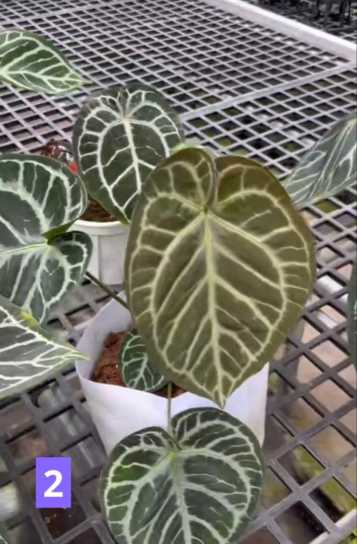 アンスリウム　レッドクリスタリナムxSKGシルバー　大株　親株級