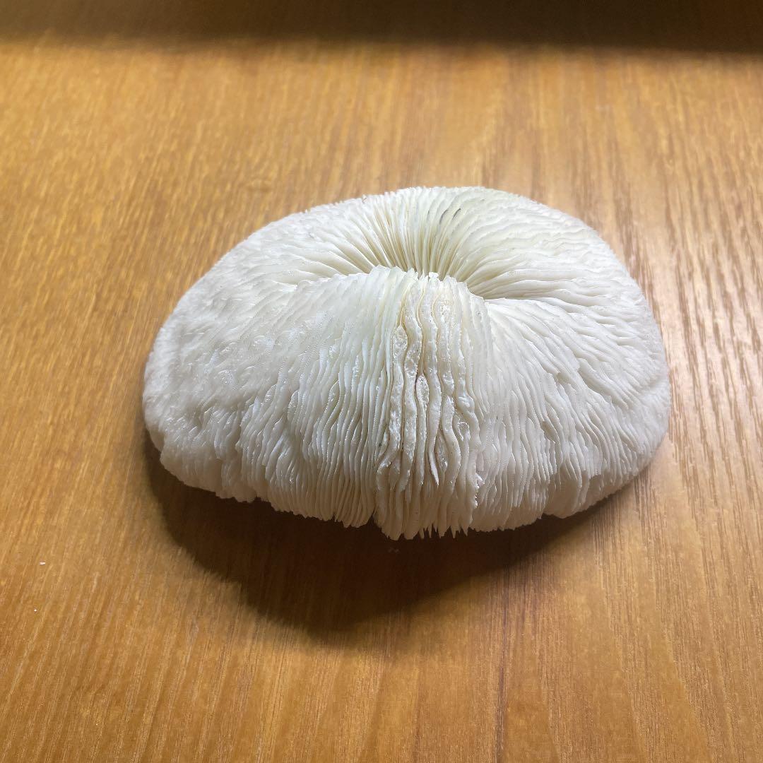 珊瑚の置物、ライブロック