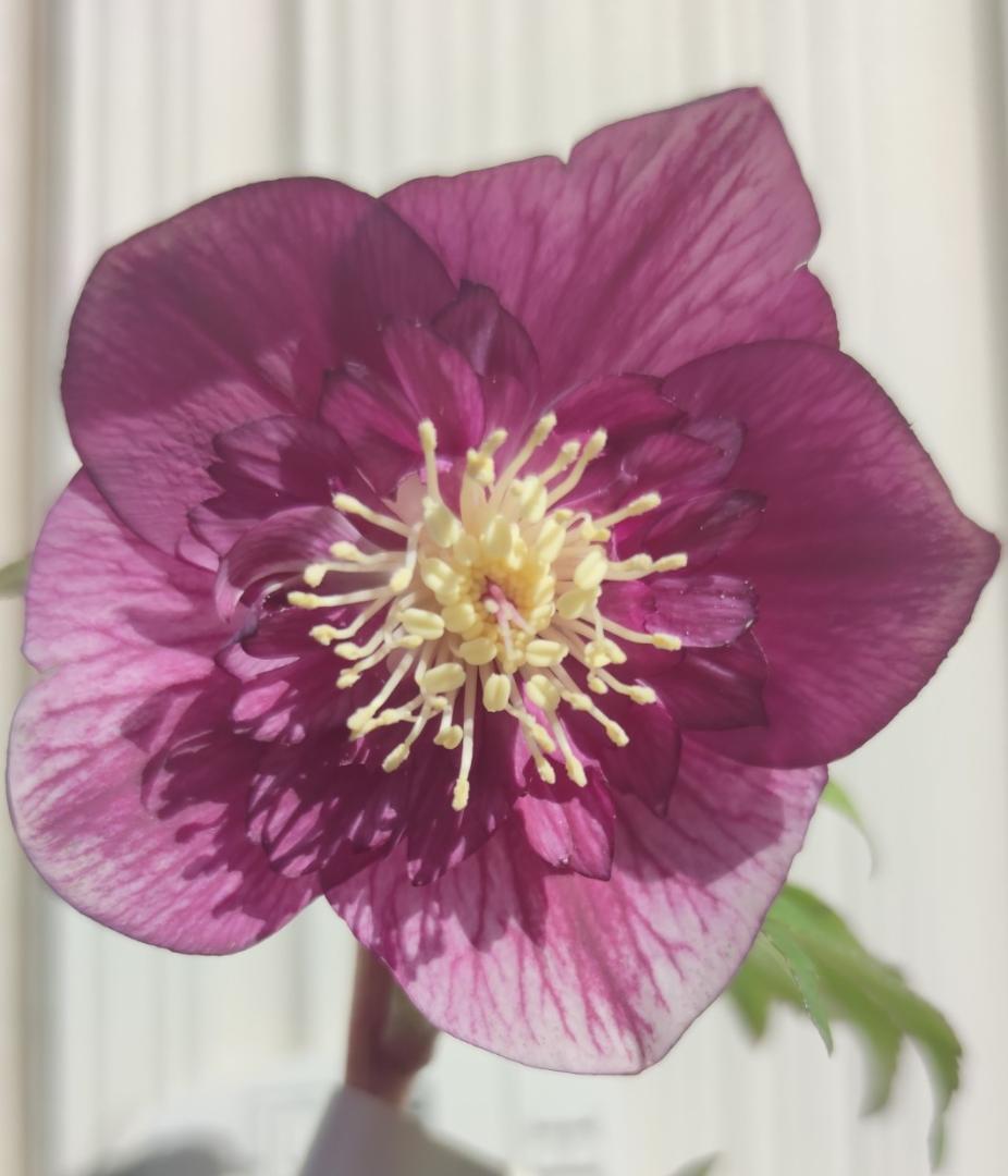 クリスマスローズ　パープルベインSD（多分オーレア）　おまけ交配