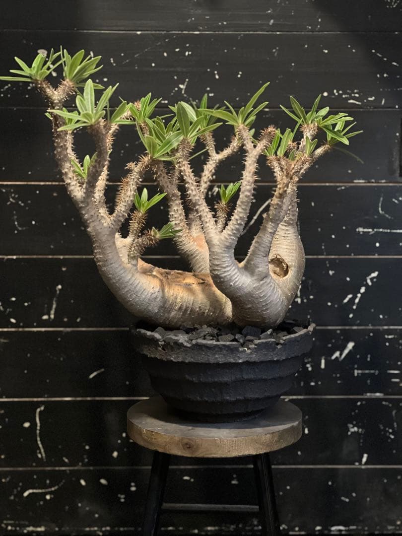 【美形株/鉢セット】パキポディウム・マカイエンセ（魔界玉）