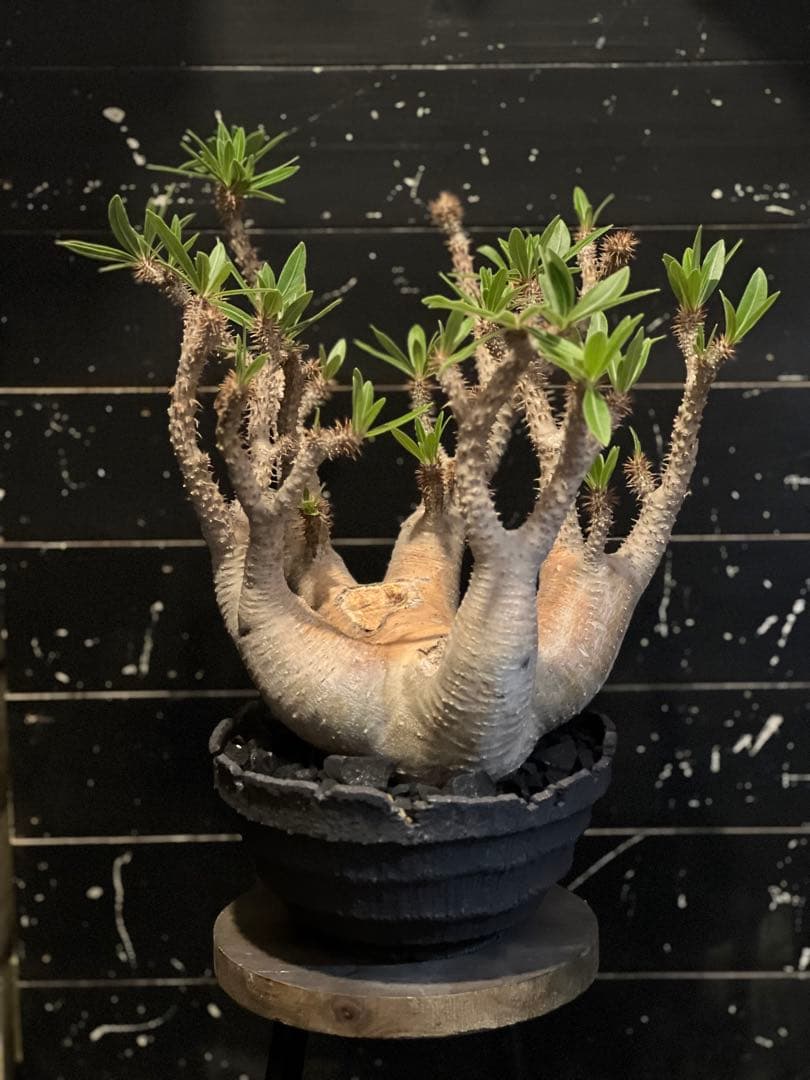 【美形株/鉢セット】パキポディウム・マカイエンセ（魔界玉）