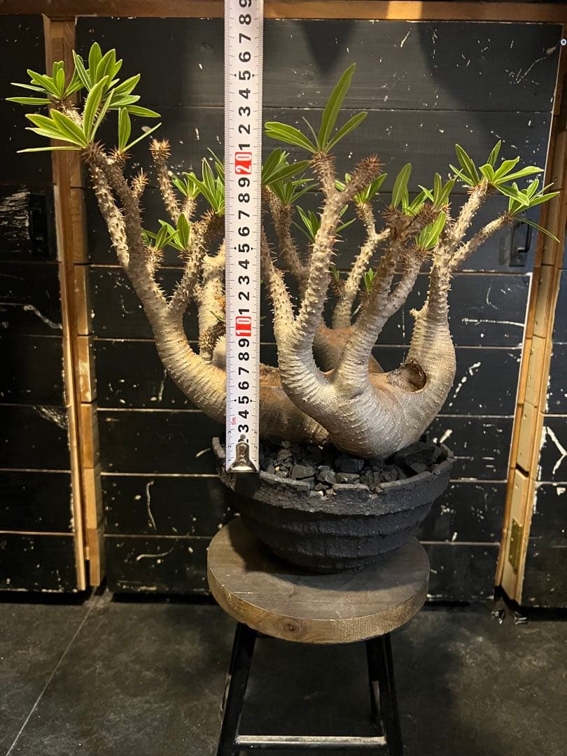 【美形株/鉢セット】パキポディウム・マカイエンセ（魔界玉）