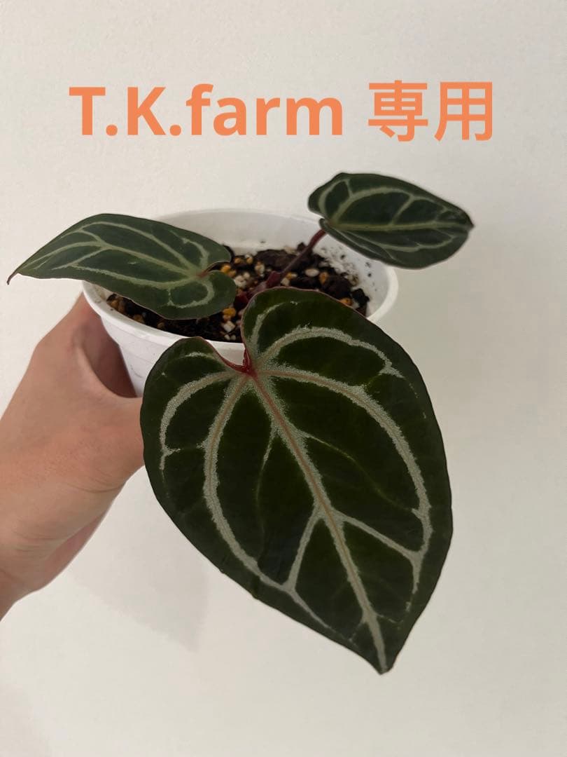 T.K.farm　レッドクリスタリナム 「Tezula 」xself 実生