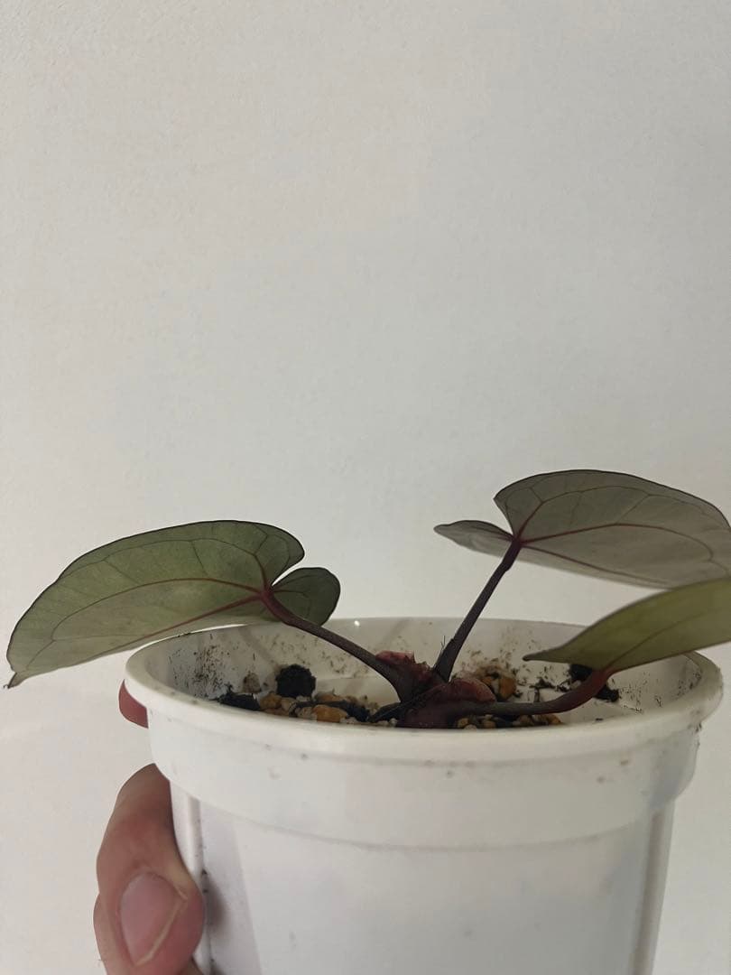 T.K.farm　レッドクリスタリナム 「Tezula 」xself 実生