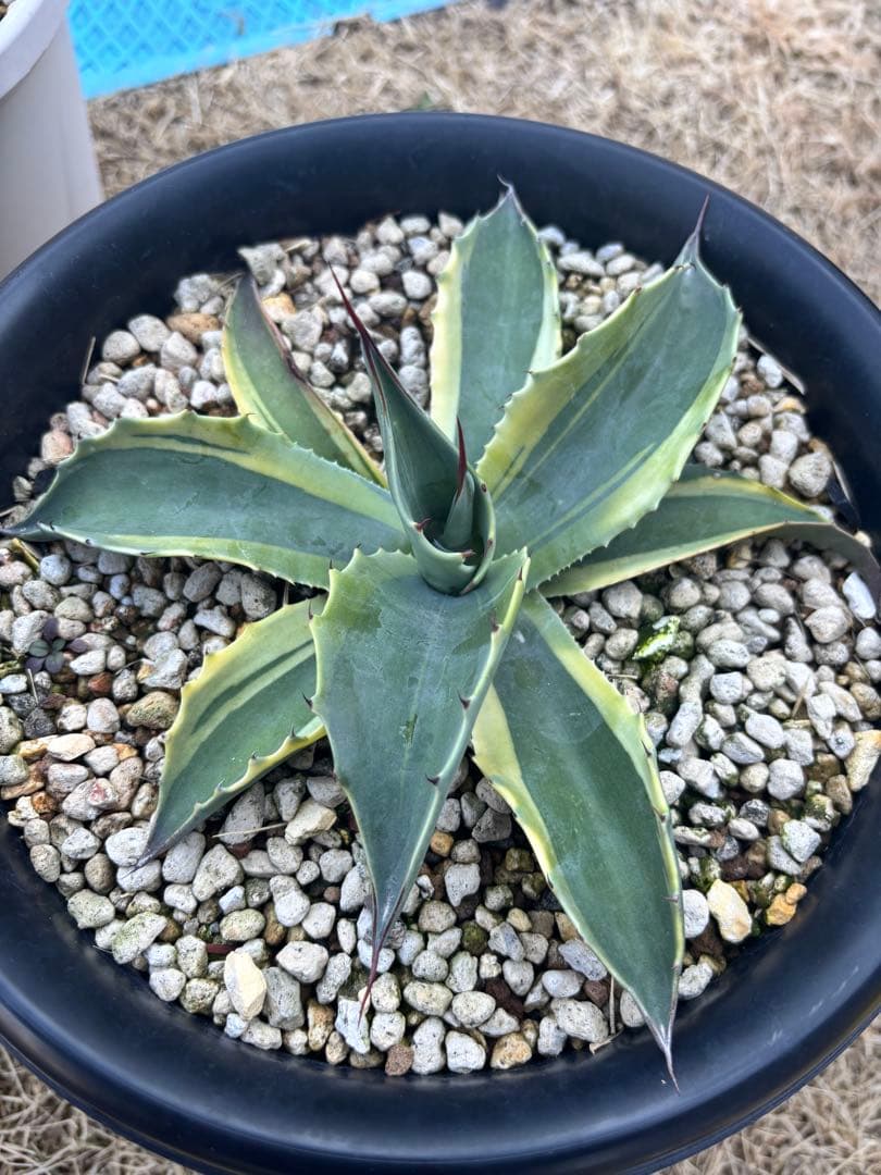 オバティフォリア オルカ 親株 アガベ