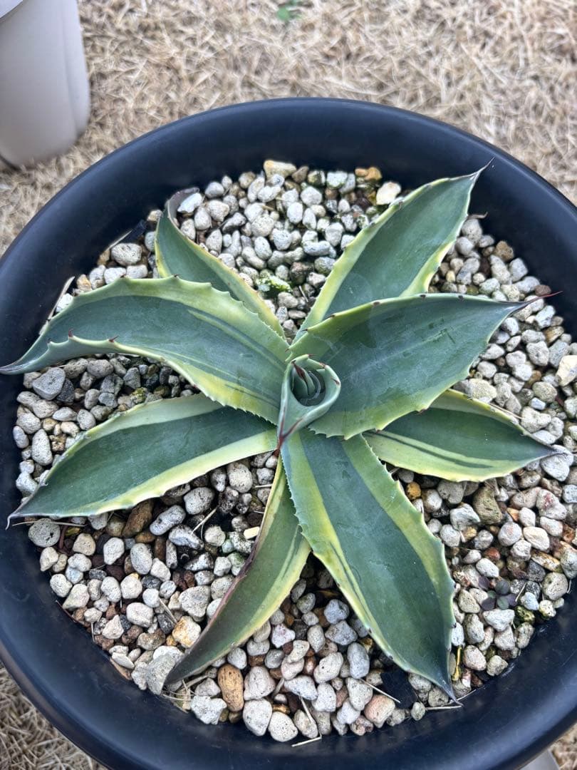 オバティフォリア オルカ 親株 アガベ