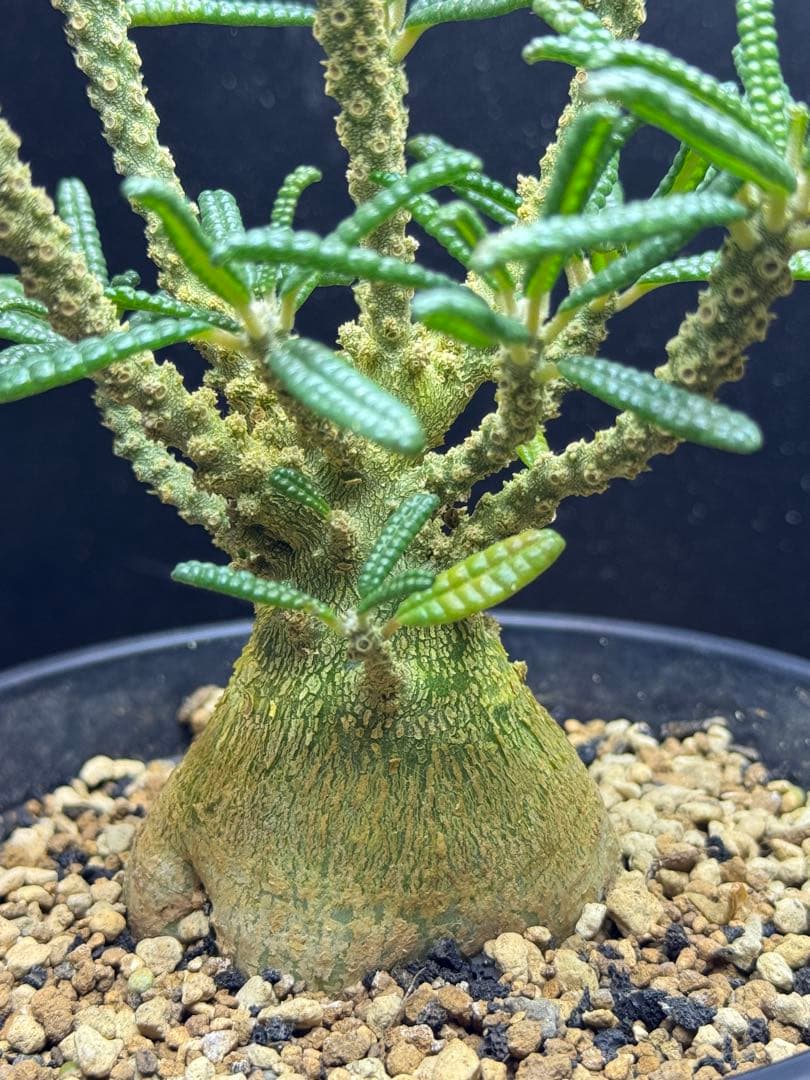 ドルステニアギガス　ブラータ実生