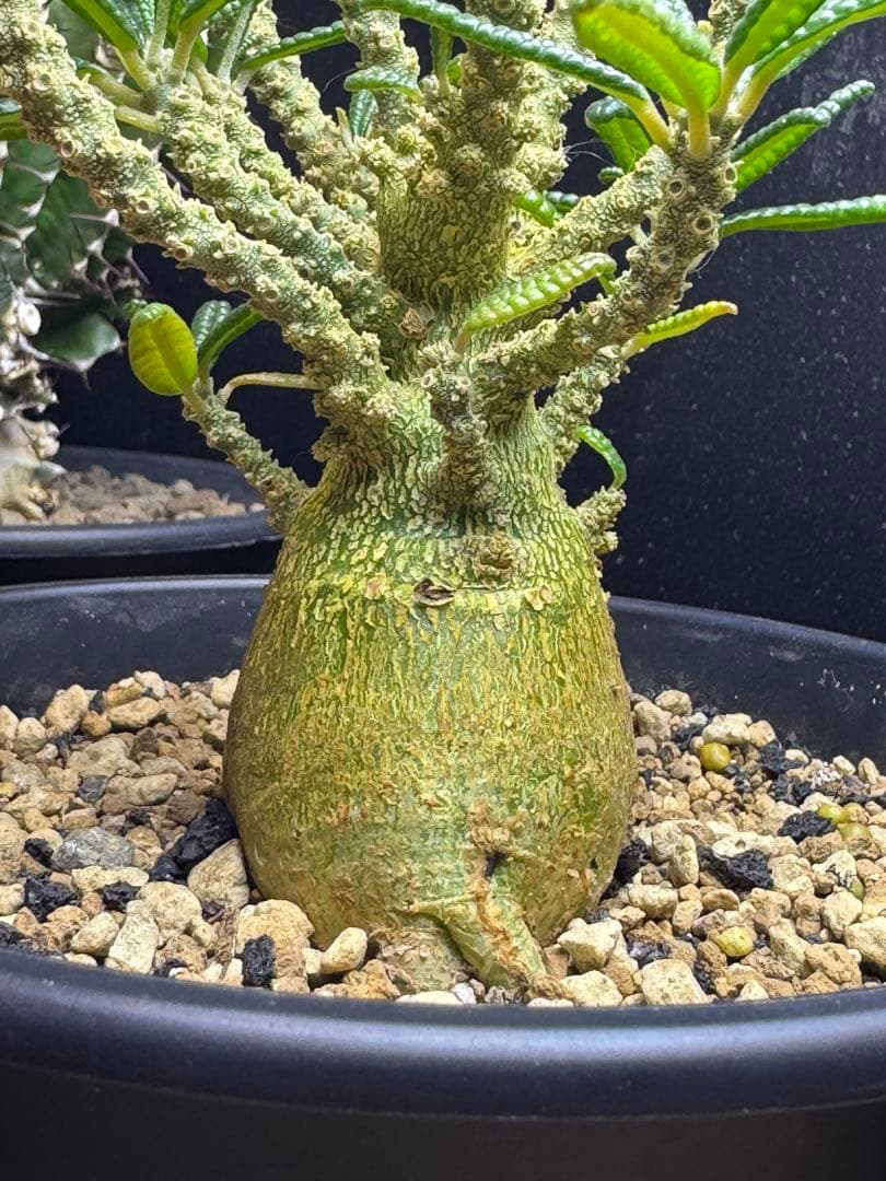 ドルステニアギガス　ブラータ実生