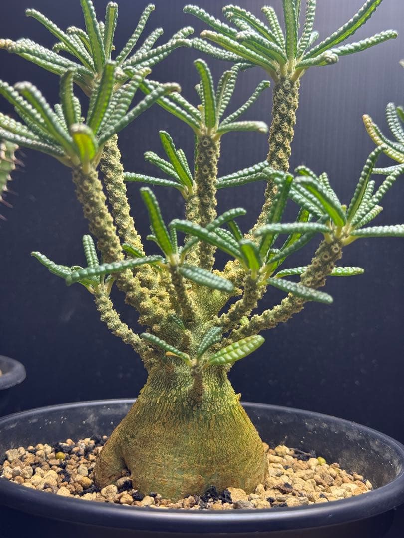 ドルステニアギガス　ブラータ実生