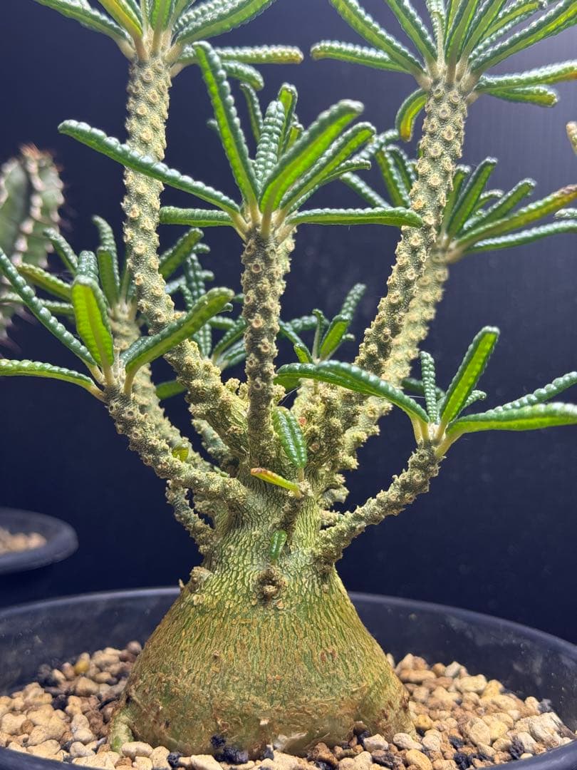 ドルステニアギガス　ブラータ実生