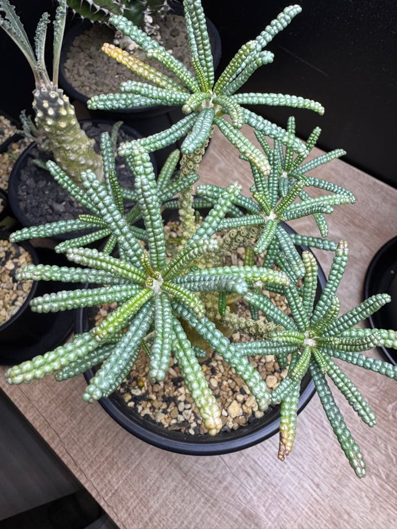 ドルステニアギガス　ブラータ実生