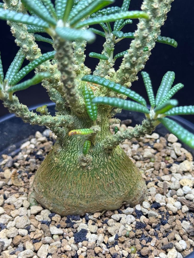 ドルステニアギガス　ブラータ実生