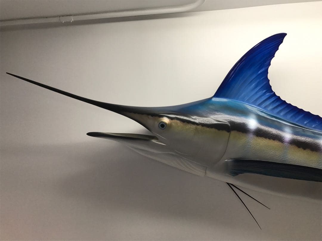 値下げ(^^)特大カジキ ストライプマーリン剥製 魚拓グラスファイバー