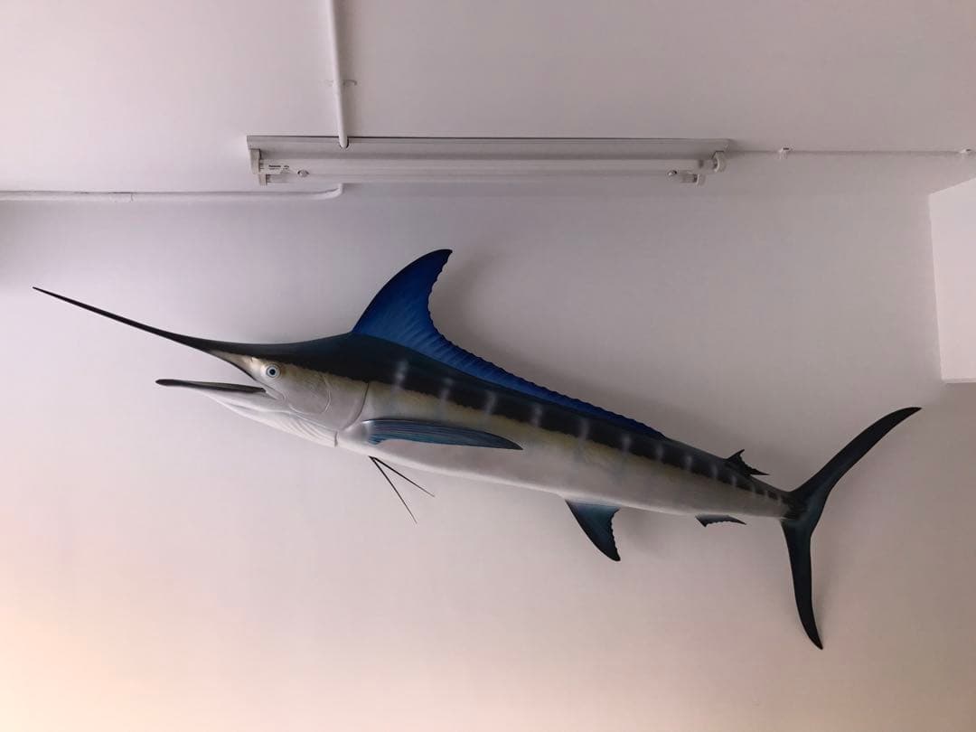 値下げ(^^)特大カジキ ストライプマーリン剥製 魚拓グラスファイバー