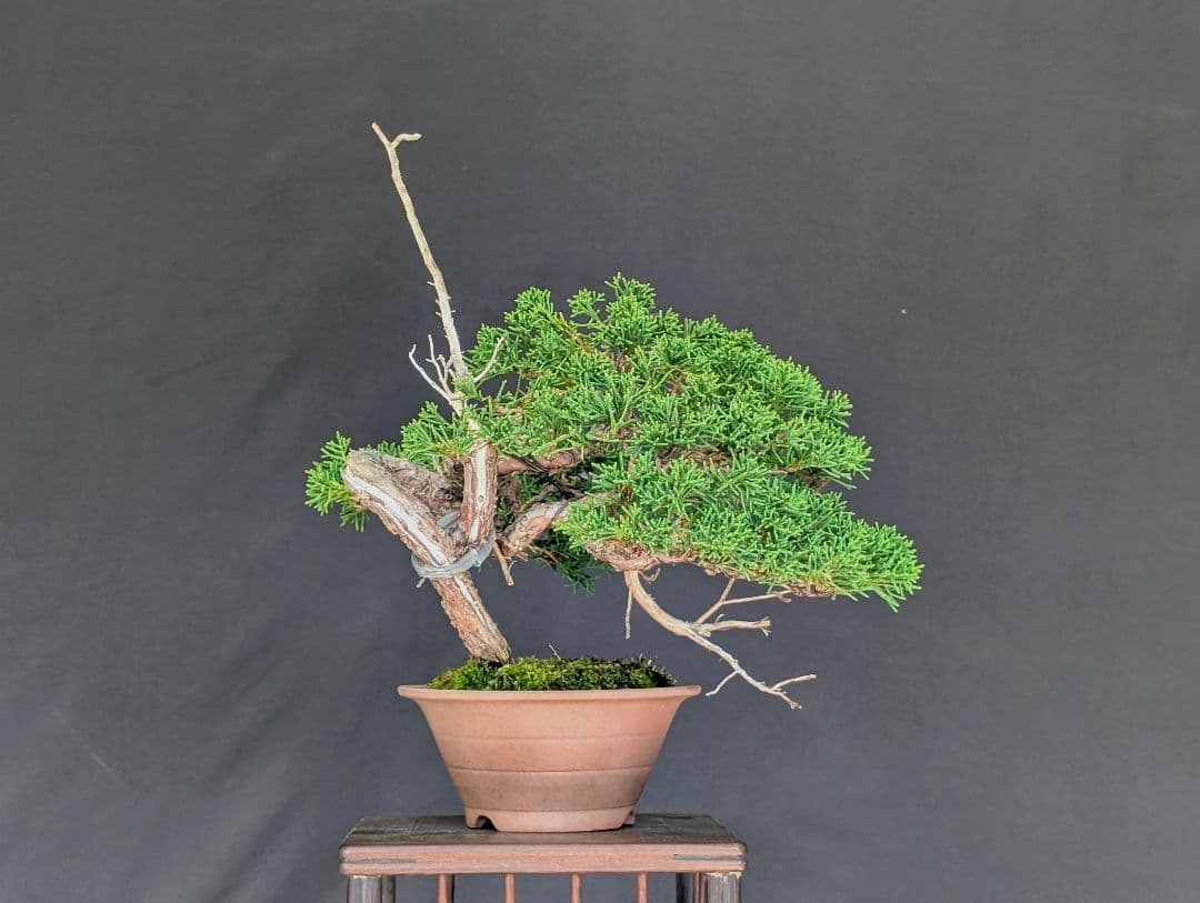 真柏　 ミニ盆栽　 小品盆栽