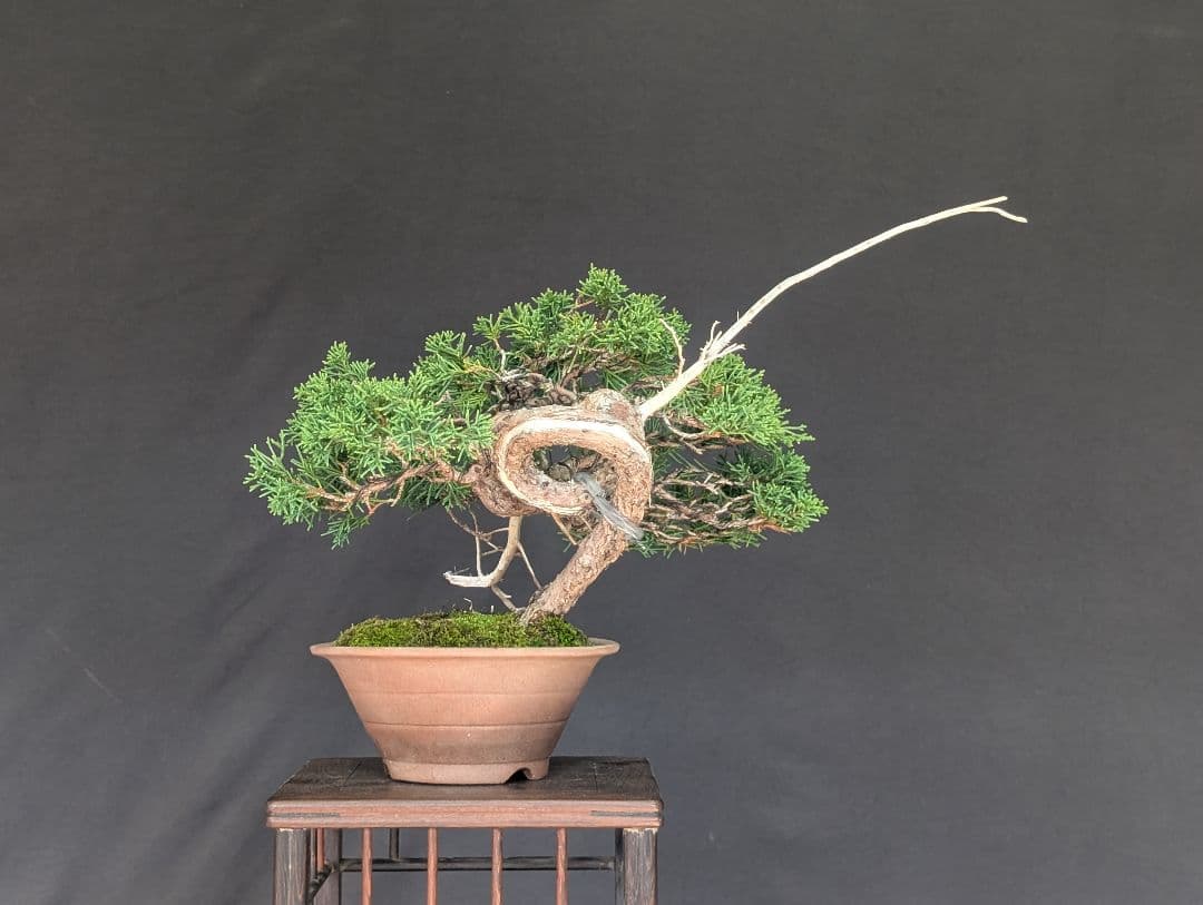 真柏　 ミニ盆栽　 小品盆栽