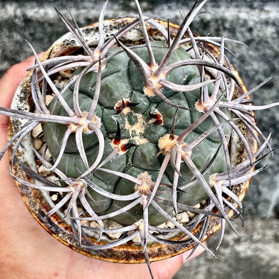 超特良！ギムノカリキウム 摩天竜x黒刺天平丸 実生 鉢ごと発送 サボテン