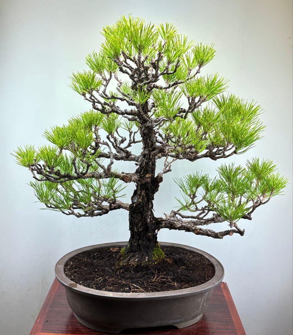 Y*9様 【サービスオークション】黒松盆栽☆