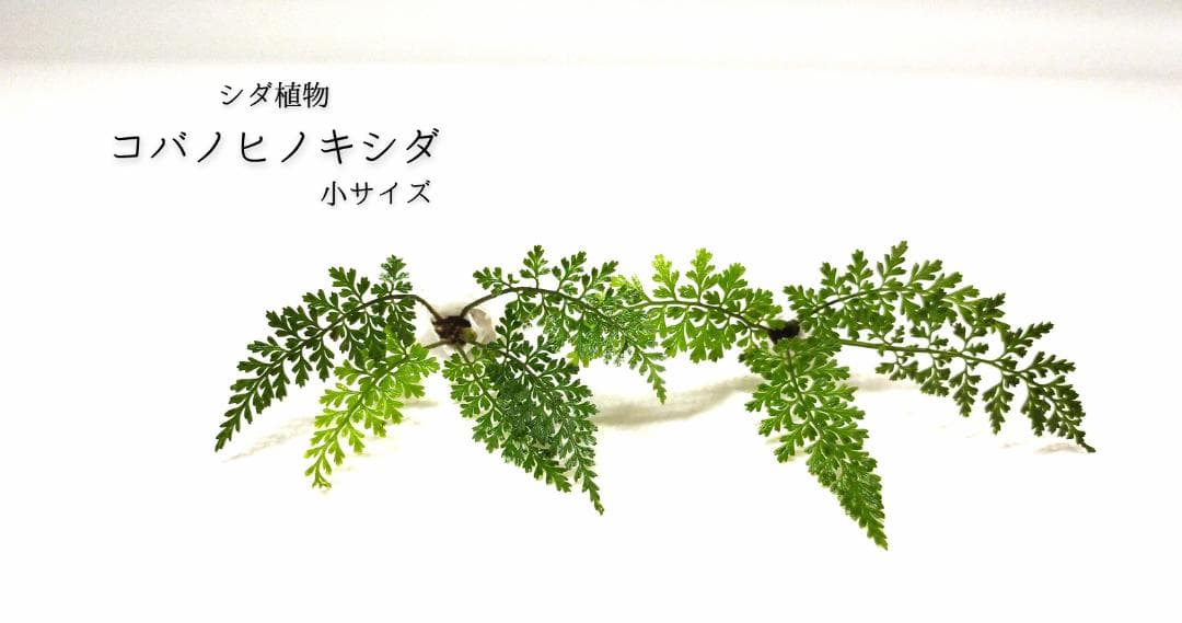 みちくさしてます商品