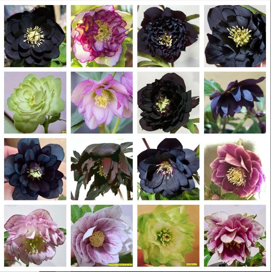 増量　クリスマスローズ利休等交配発芽苗15