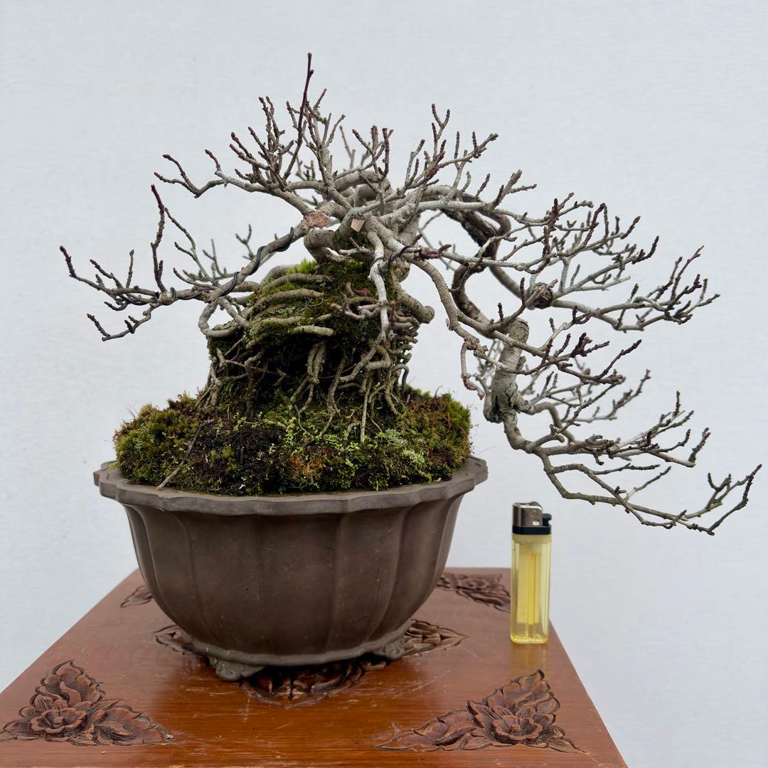 激古!!根芸抜群!!上下23㎝　ルビーサンザシ　小品　中品　盆栽　真柏　黒松