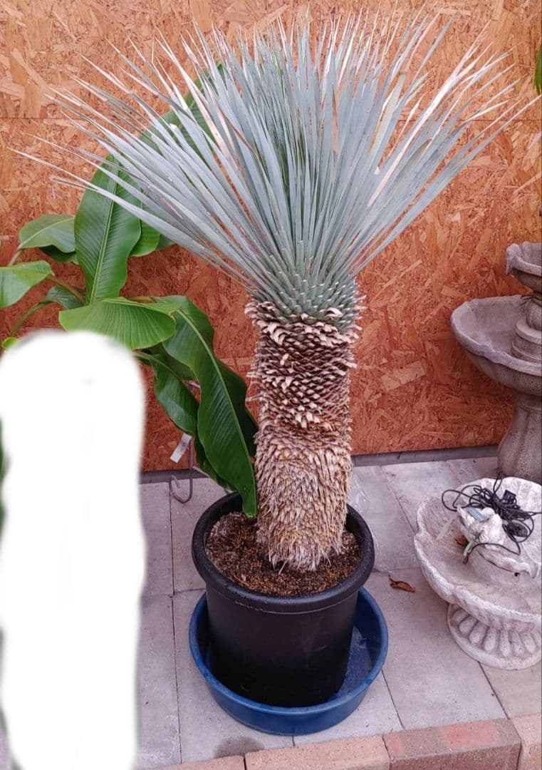 ユッカロストラータ