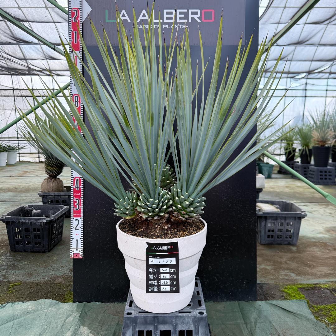 【AL1120】ユッカ　リギダ　超希少４分頭株