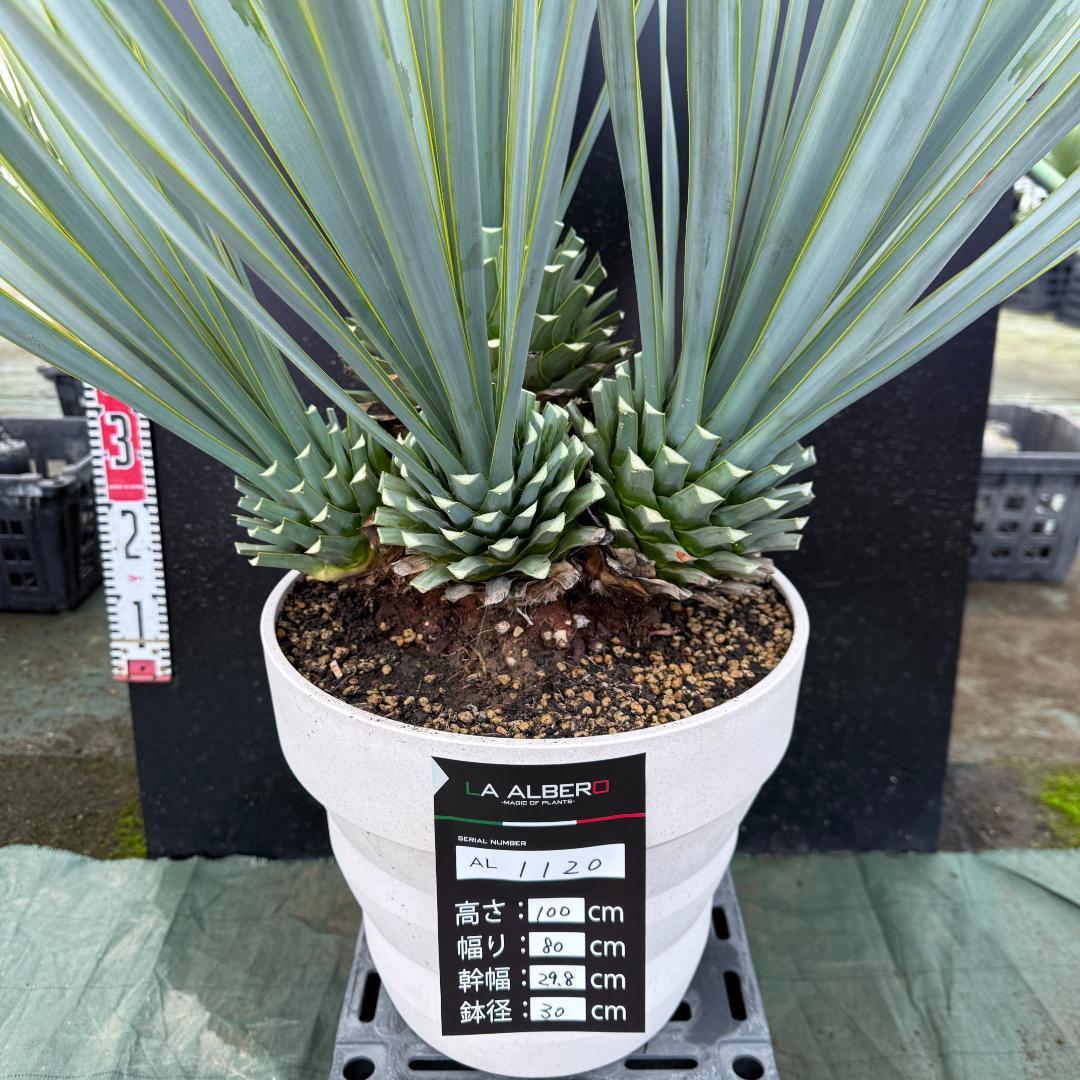 【AL1120】ユッカ　リギダ　超希少４分頭株