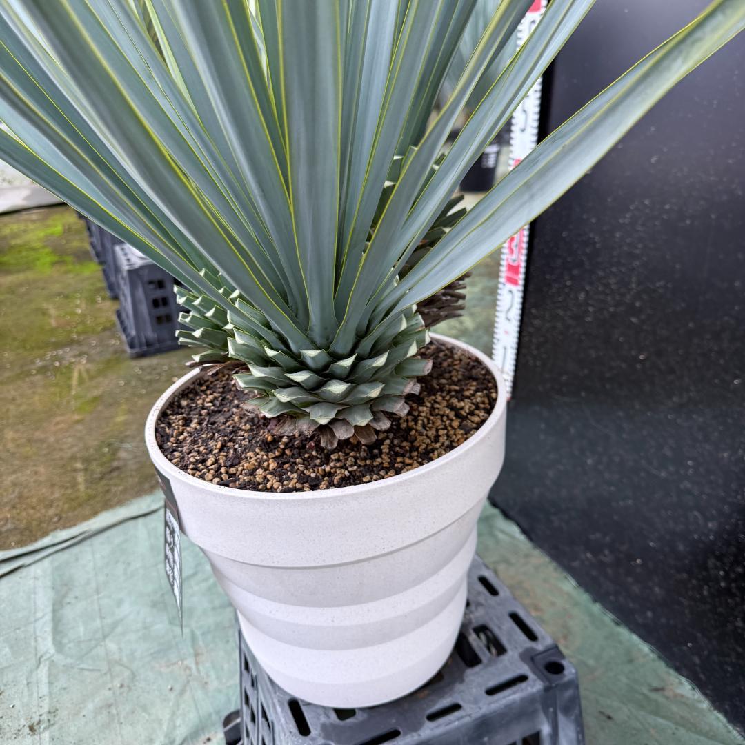 【AL1120】ユッカ　リギダ　超希少４分頭株