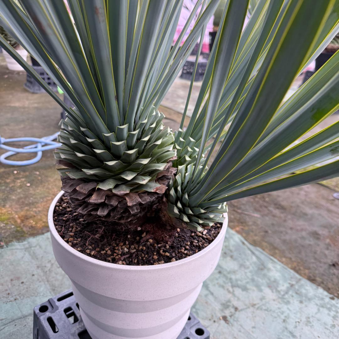 【AL1120】ユッカ　リギダ　超希少４分頭株