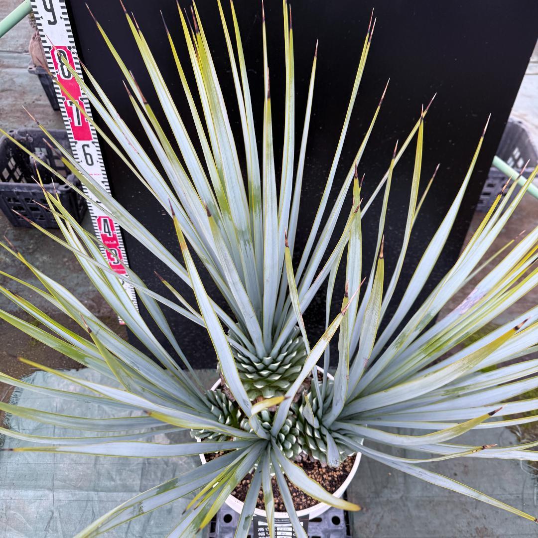 【AL1120】ユッカ　リギダ　超希少４分頭株