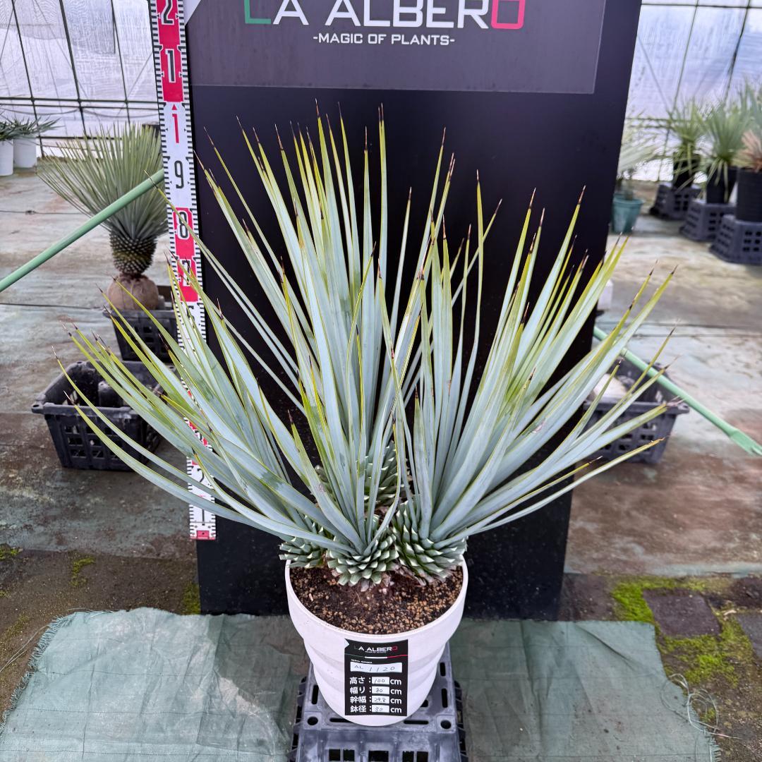 【AL1120】ユッカ　リギダ　超希少４分頭株