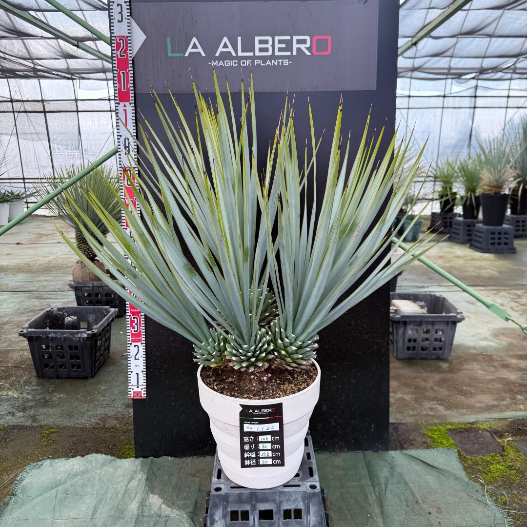 【AL1120】ユッカ　リギダ　超希少４分頭株